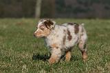 BERGER AUSTRALIEN PUPPIES 719